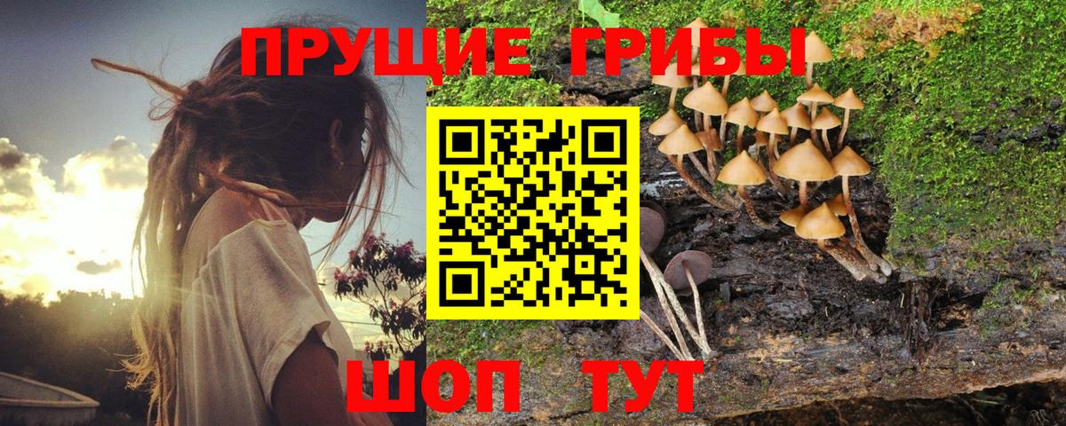 Галлюциногенные грибы Cubensis Великие Луки